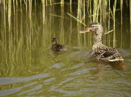 Mallard with baby ducks swimming in a canal photo