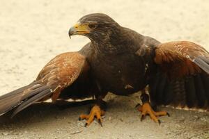 golden eagle in zoo photo