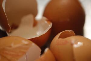 broken egg shells in close up photo