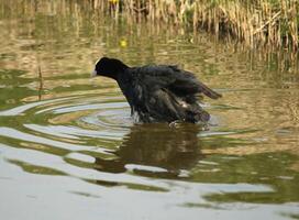 eurasian coot flies out the water photo