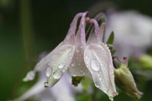 columbine flower with rain drops photo