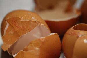 broken egg shells in close up photo