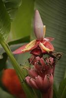 un rojo plátano árbol con flor y bananas foto