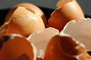 broken egg shells in close up photo