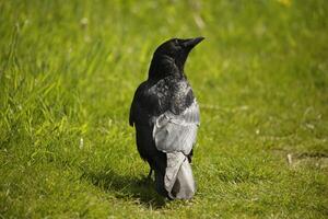 crow walks on grass photo