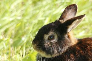 cute little rabbit photo