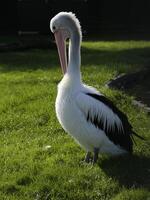 pelican stands on grass photo