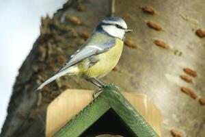 eurasian blue tit photo