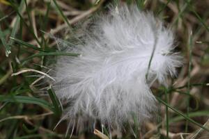 feather on the grass photo