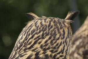 portrait of an owl, common eagle owl photo