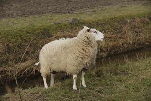 white sheep in the grass field photo