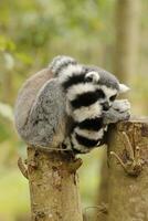 ring tailed lemur photo