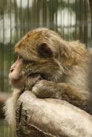 relaxing monkey, bored monkey photo