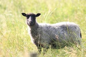 negro oveja en alto césped foto