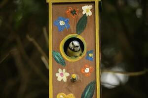 eurasian blue tit looks out of a nest box photo