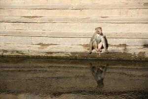 monkey sits at pond in india drinking water photo