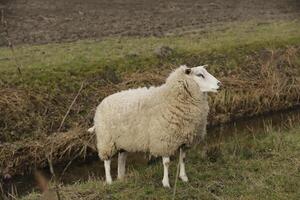 white sheep in the grass field photo