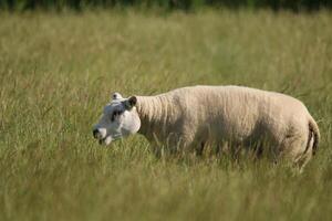 white sheep in the grass field photo