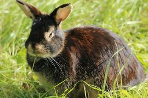 cute little rabbit photo