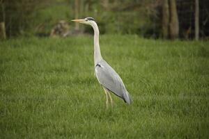 grey heron stands in the grassland photo