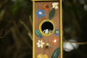 eurasian blue tit looks out of a nest box photo