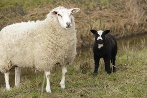 sheep with lamb photo