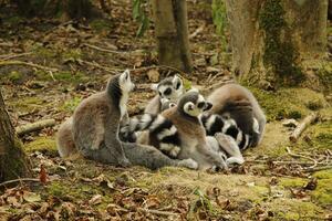 ring tailed lemur photo