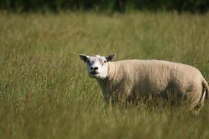 white sheep in the grass field photo