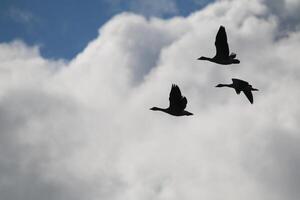 silueta de volador cisnes en contra blanco nubes en el cielo foto