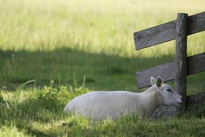 white lamb lies in the grass photo