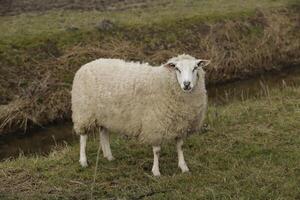 sheep stands in the grass photo