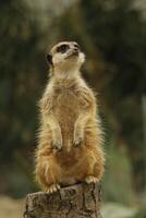 suricata, gracioso africano animal foto