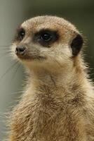 meerkat, funny african animal photo