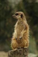 suricata, gracioso africano animal foto