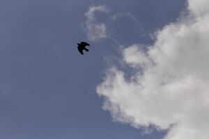 azul cielo con blanco nubes y un pájaro foto