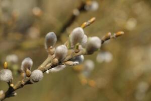 catkin tree in the spring photo