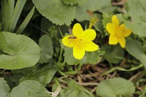 maravilla amarillo primavera flor foto