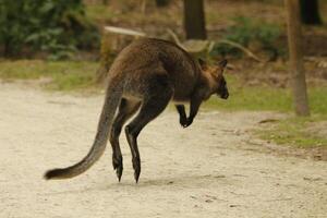 Wallaby australiano canguro foto