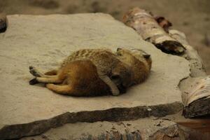 suricata, gracioso africano animal foto