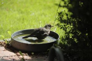 blackbird takes a bath photo