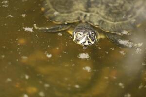 water turtle in a parc photo