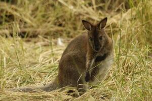 wallaby australian kangaroo photo