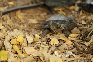 water turtle in a parc photo