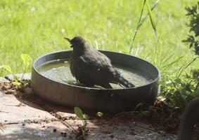 blackbird takes a bath photo