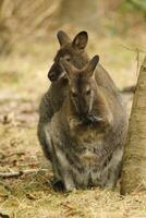 wallaby australian kangaroo photo