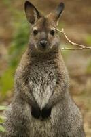 wallaby australian kangaroo photo