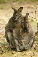 wallaby australian kangaroo photo