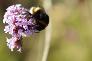 Honey bee drinks nectar from a flower photo