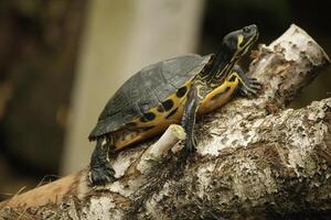 water turtle in a parc photo