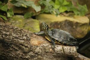 agua Tortuga en un parc foto